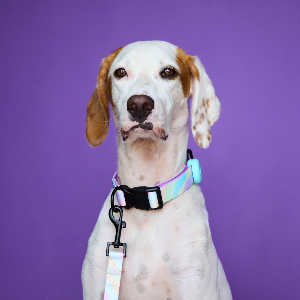 Hund Lola mit dem Halsband
