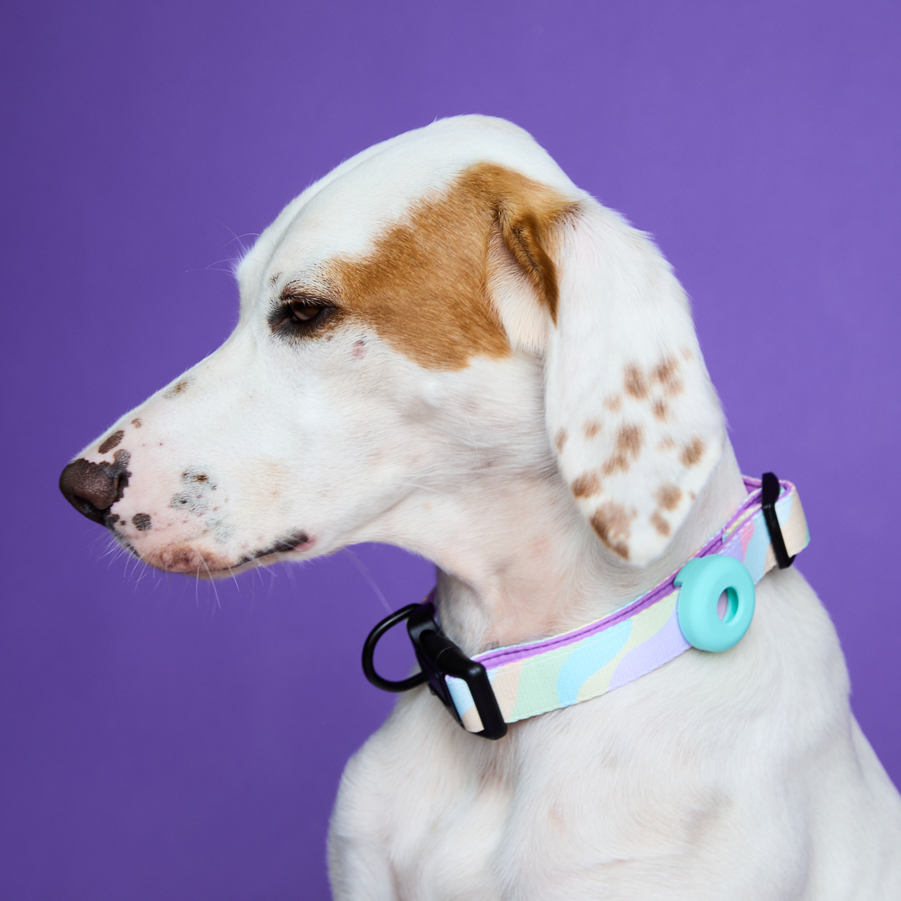 Hund mit Halsband